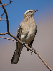 Chilean Mockingbird photo 4