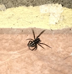 Nurscia albomaculata