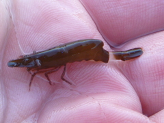 Hippolyte multicolorata