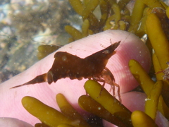 Hippolyte multicolorata