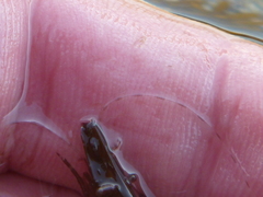 Hippolyte multicolorata