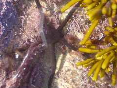 Ophiopsammus maculata