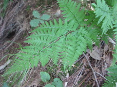 Polypodiopsida