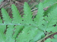 Polypodiopsida