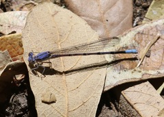 Argia munda