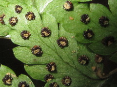 Polypodiopsida