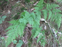 Polypodiopsida