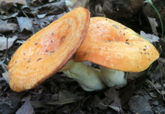 Lactarius croceus