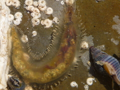 Flabelligera bicolor