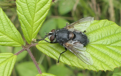 Blepharipa pratensis