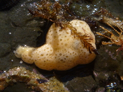 Aplousobranchia
