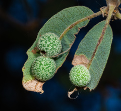 Cynips multipunctata