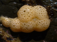 Aplousobranchia