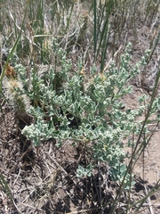 Chenopodium incanum