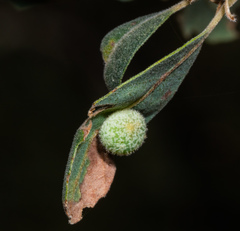 Cynips multipunctata