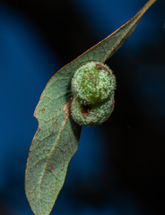 Cynips multipunctata