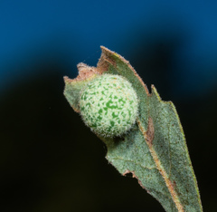 Cynips multipunctata