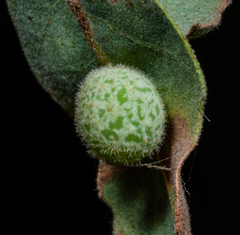 Cynips multipunctata