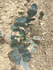 Astragalus asclepiadoides