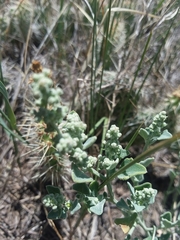 Chenopodium incanum