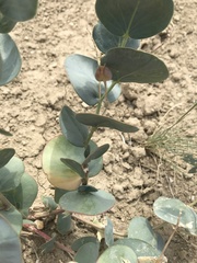 Astragalus asclepiadoides