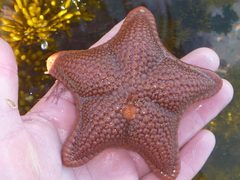 Diplodontias miliaris