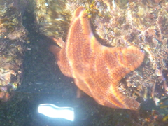 Diplodontias miliaris