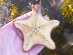 Diplodontias miliaris