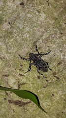 Acanthoderes noguerai