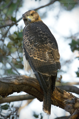 Parabuteo unicinctus unicinctus