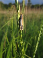 Crambus laqueatellus