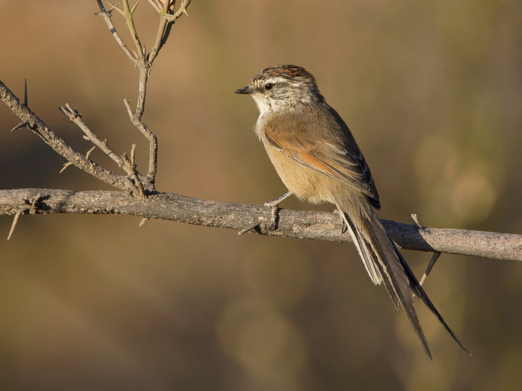 Plain-mantled Tit-Spinetail photo