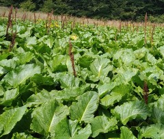 Rumex alpinus