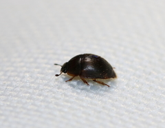 Amphicrossus ciliatus