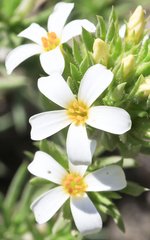 Leptosiphon nuttallii pubescens