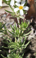 Leptosiphon nuttallii pubescens