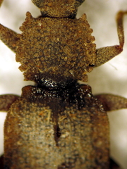 Brontopriscus sinuatus