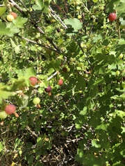 Ribes montigenum