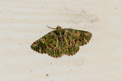 Aeolochroma rhodochlora