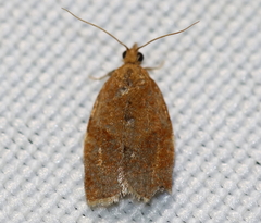 Clepsis consimilana