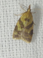 Sparganothis pilleriana