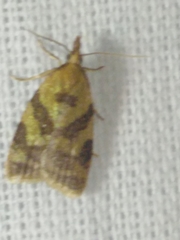 Sparganothis pilleriana