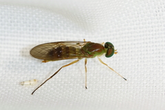 Ptecticus trivittatus