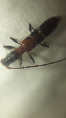 Neocompsa tenuissima