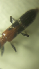 Neocompsa tenuissima