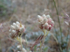 Antennaria rosea