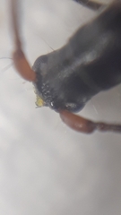 Neocompsa tenuissima