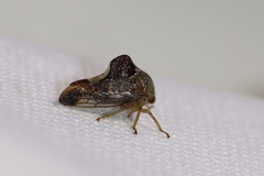 Telamona decorata
