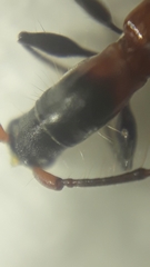 Neocompsa tenuissima