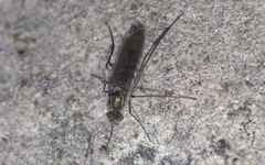 Liancalus virens